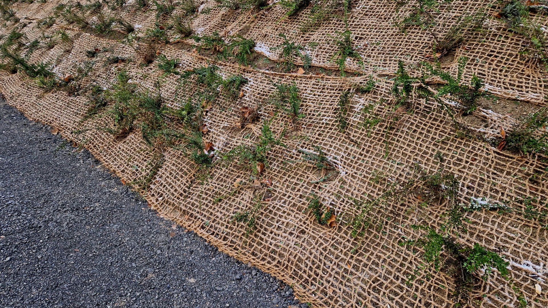 Jute Geotextile